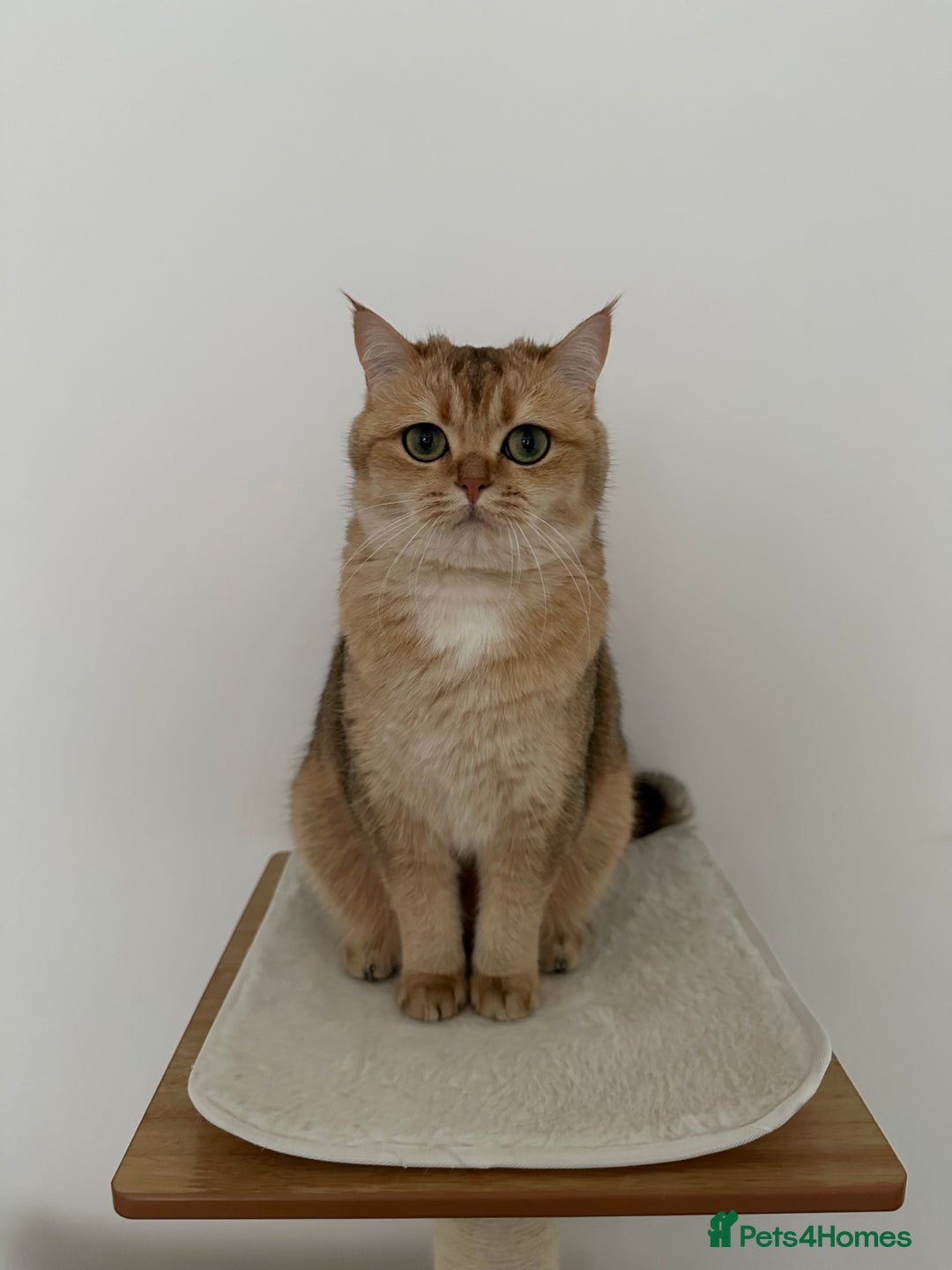 British Shorthair cats for sale: Beautiful golden BSH looking for a loving home - Image 3
