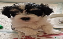 Havanese dogs for sale: Stunning KC Registered Havenese babies available.  - Image 2