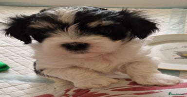 Havanese dogs - Advert 12