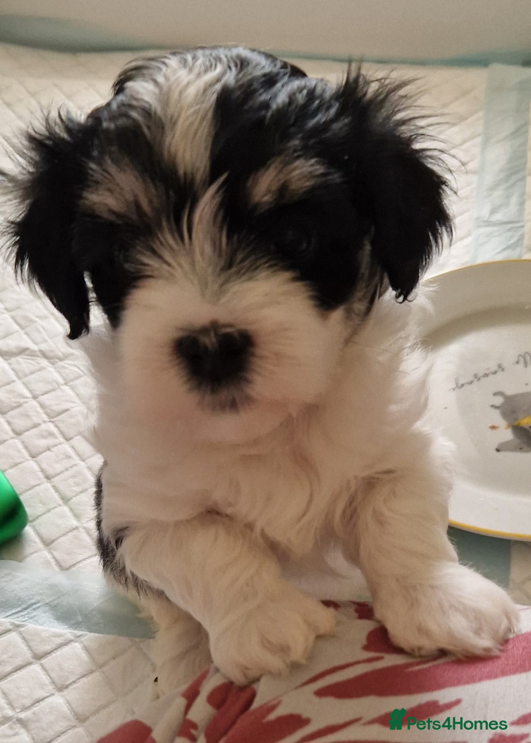 Havanese dogs for sale: Stunning KC Registered Havenese babies available.  - Image 2
