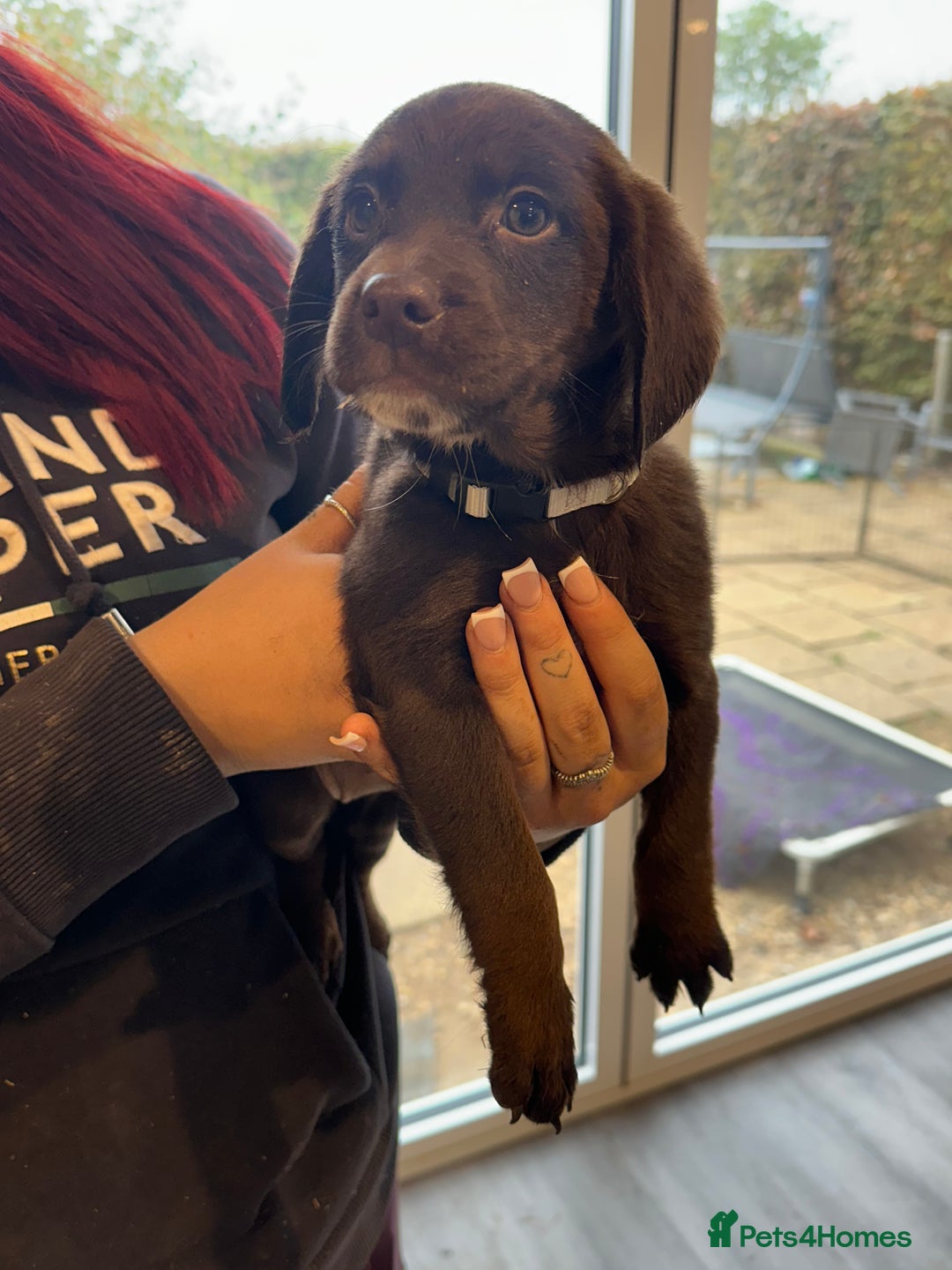 Sproodle dogs for sale: Ready now Springer cross labradoodle - Image 12