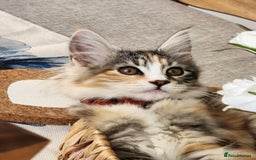 Maine Coon cats for sale: Maine coon Kittens Ready to go! 100% Pedigree   in Derby - Image 6