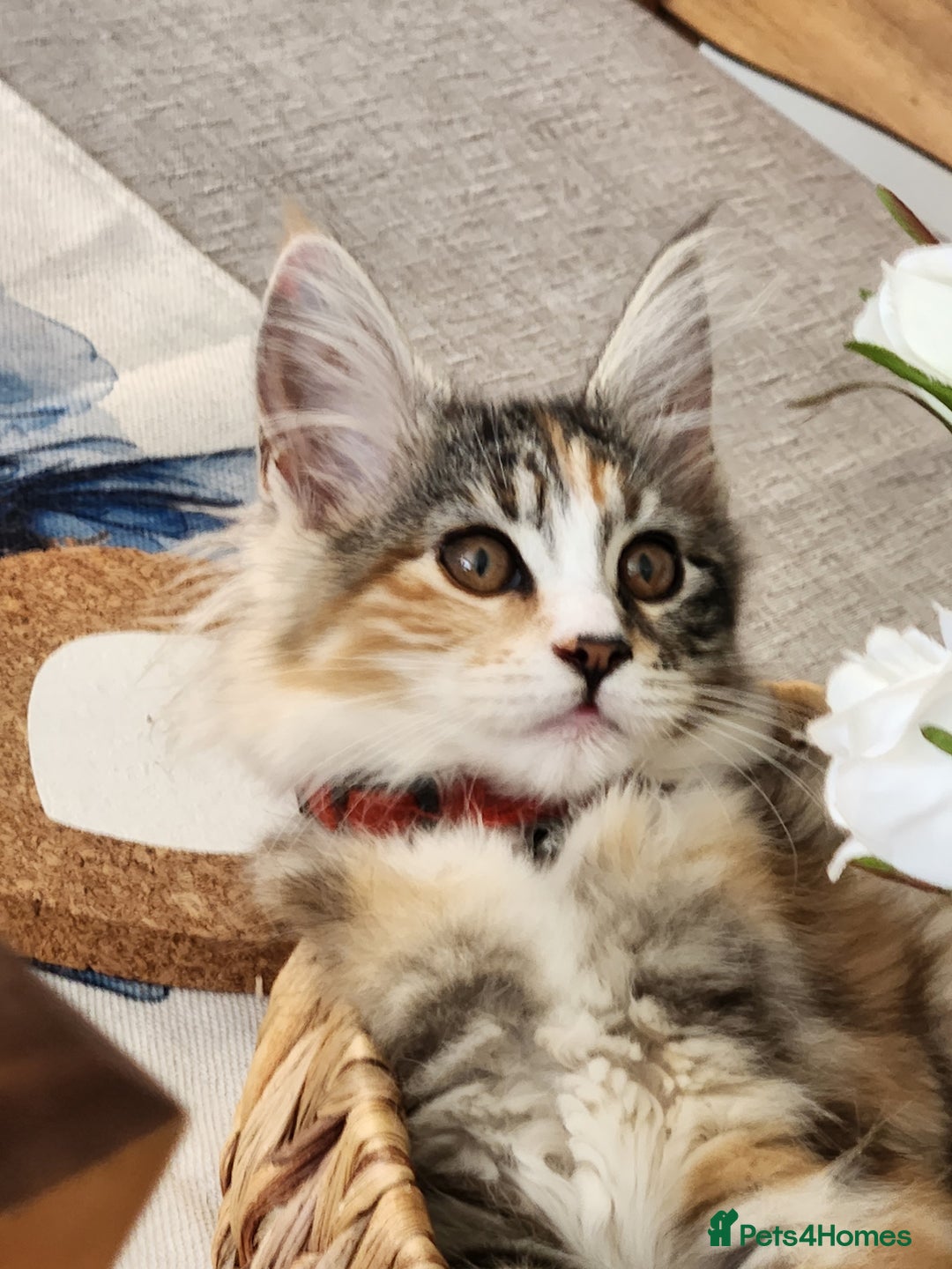 Maine Coon cats for sale: Maine coon Kittens Ready to go! 100% Pedigree   in Derby - Image 6