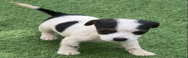 Jack Russell 3