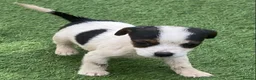 Jack Russell dogs for sale: Jack Russell puppies  - Advert 23