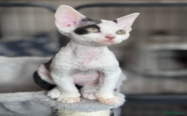 Devon Rex cats - Advert 12
