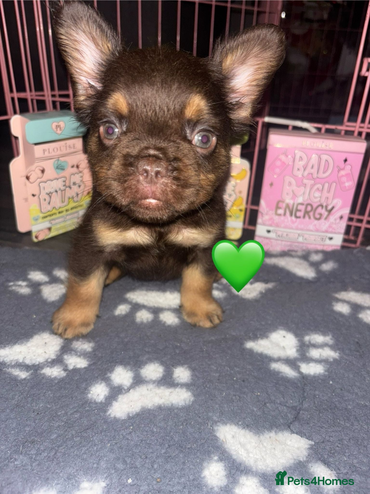 French Bulldog dogs READY NOW Fluffy Frenchies Reduced for Xmas 🎄 - Advert 10