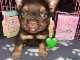 French Bulldog dogs Fluffy Frenchies. All carry pink - Advert 14