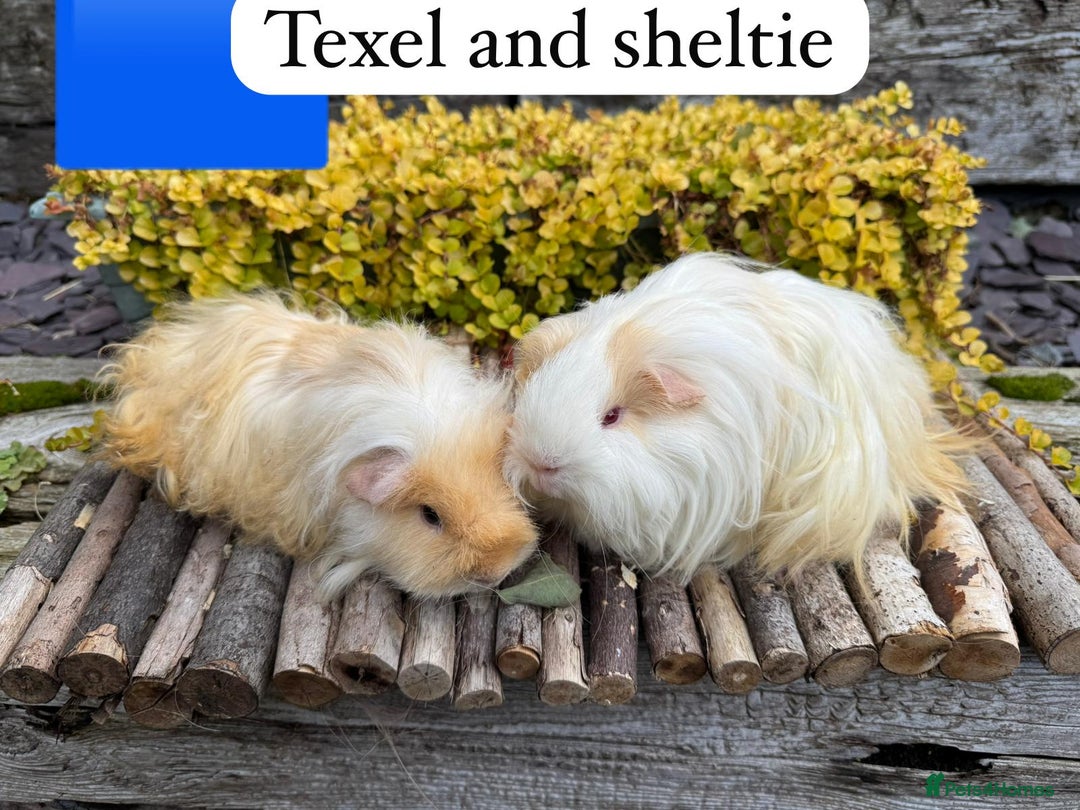 Guinea Pig rodents for sale: Beautiful baby male guinea pigs ready now and soon - Image 5
