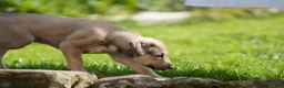 Lurcher dogs for sale: Suki x Charlie - Saluki, Collie, Bull, Grey - Advert 5