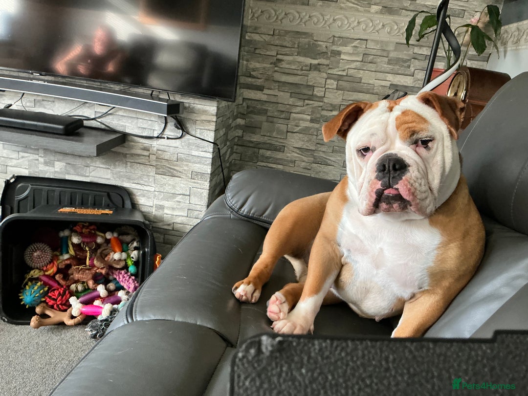 English Bulldog dogs for sale: English bulldog  - Image 3
