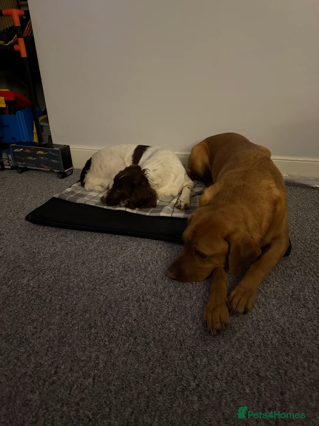 English Springer Spaniel dogs for sale: Fully trained ESS - Advert 10