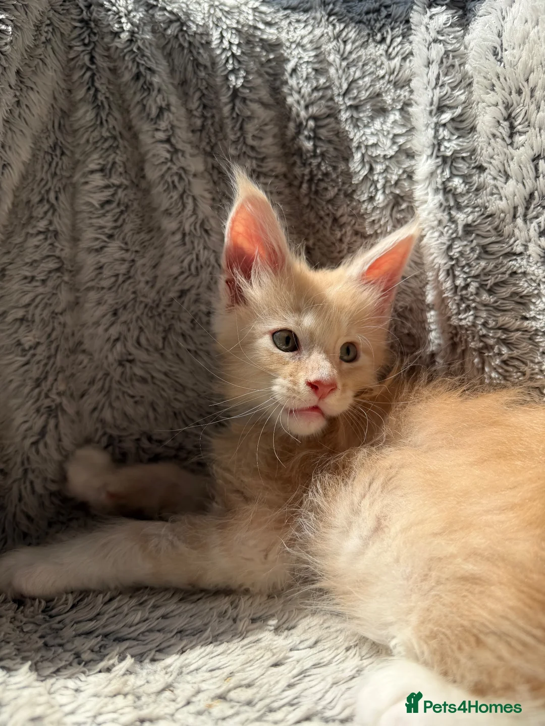 Maine Coon cats for sale: Long faced Maine Coon Kittens - Advert 1