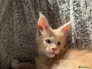 Maine Coon cats Unique bloodlines Pure Maine Coon Kittens - Advert 12
