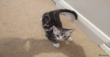 Mixed Breed cats - Advert 3