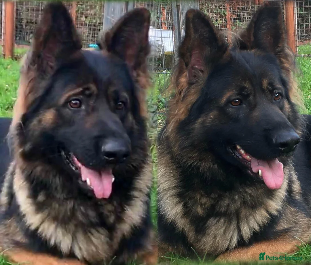 German Shepherd dogs for stud: Jerry Available At Stud Fully Health Tested Clear in Wisbech - Advert 10