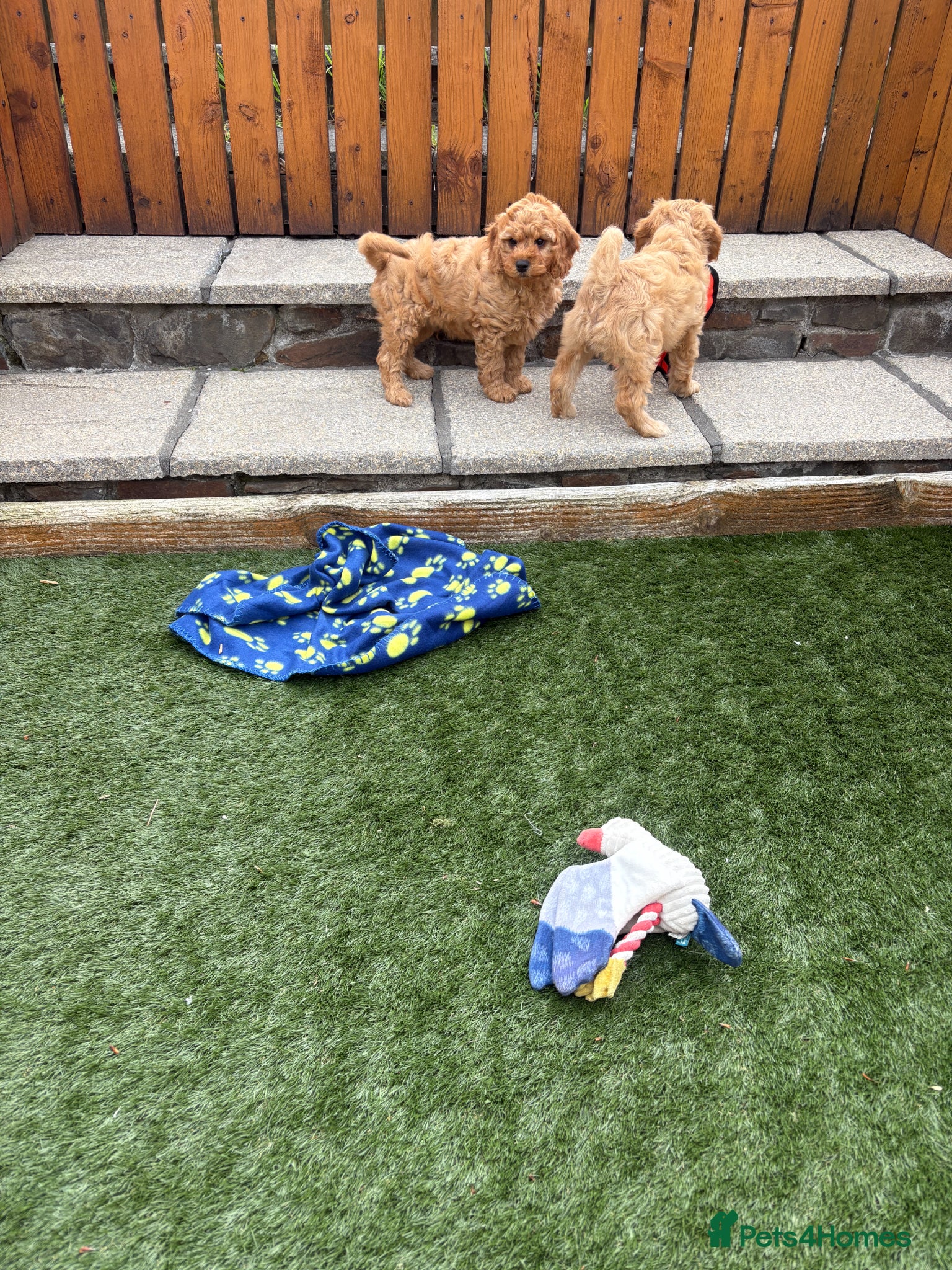 Cavapoochon dogs for sale: Stunning litter of Cavapoochon pups. - Advert 3