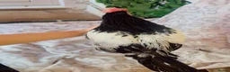 Chickens poultry for sale: Alll gone  - Advert 8