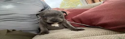 Staffordshire Bull Terrier dogs for sale: Blue Staffordshire bull terrier puppies kc  - Advert 8