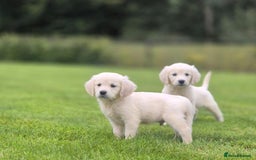 Golden Retriever dogs for sale: delightful litter of Golden Retriever puppies - Image 4