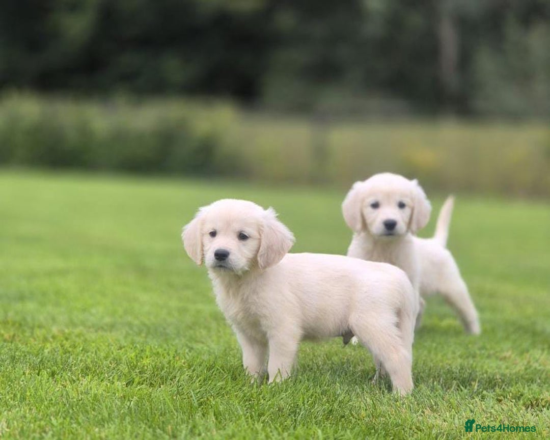 Golden Retriever dogs for sale: delightful litter of Golden Retriever puppies - Image 4
