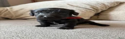 Mixed Breed dogs for sale: Doxiepoo pups  - Advert 16