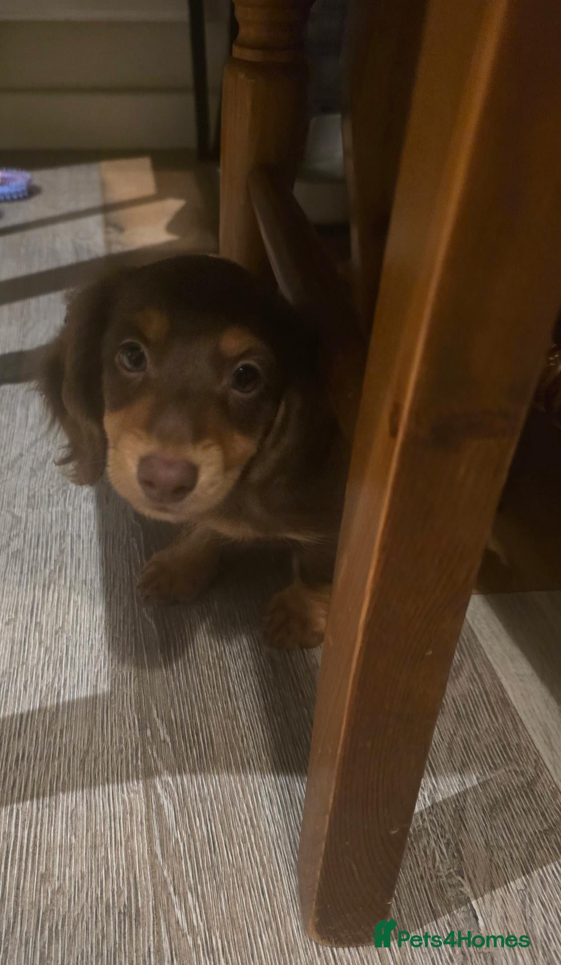 Miniature Dachshund dogs Last Boy 💙10 weeks+1day today,collection any time - Advert 18