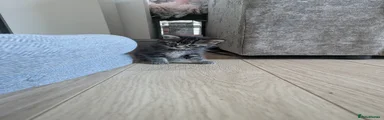 Persian Kitten 3
