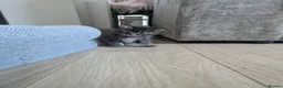 Persian cats for sale: Long haired doll faced Persian kittens X 4 - Advert 7