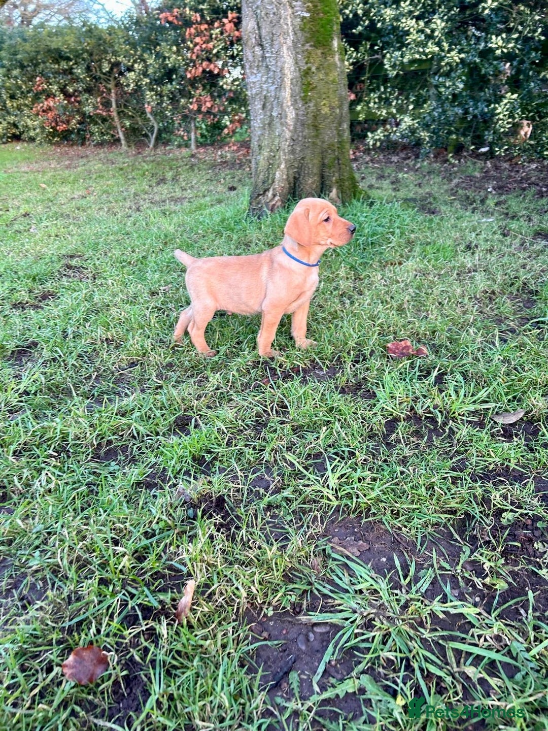 Mixed Breed dogs for sale: Stunning quality Vizslador puppies  - Advert 8