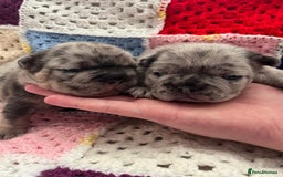 French Bulldog dogs for sale: ⭐️ KC Rope nose frenchies carrying fluffy ⭐️ - Image 1