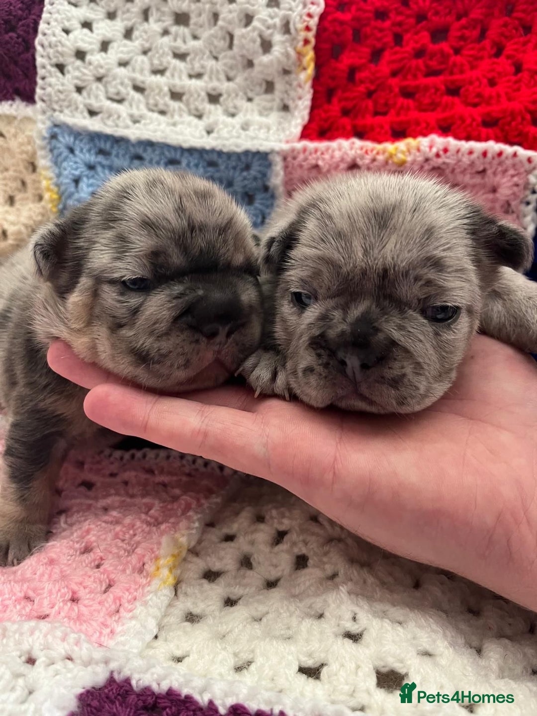 French Bulldog dogs for sale: ⭐️ KC Rope nose frenchies carrying fluffy ⭐️ - Image 1