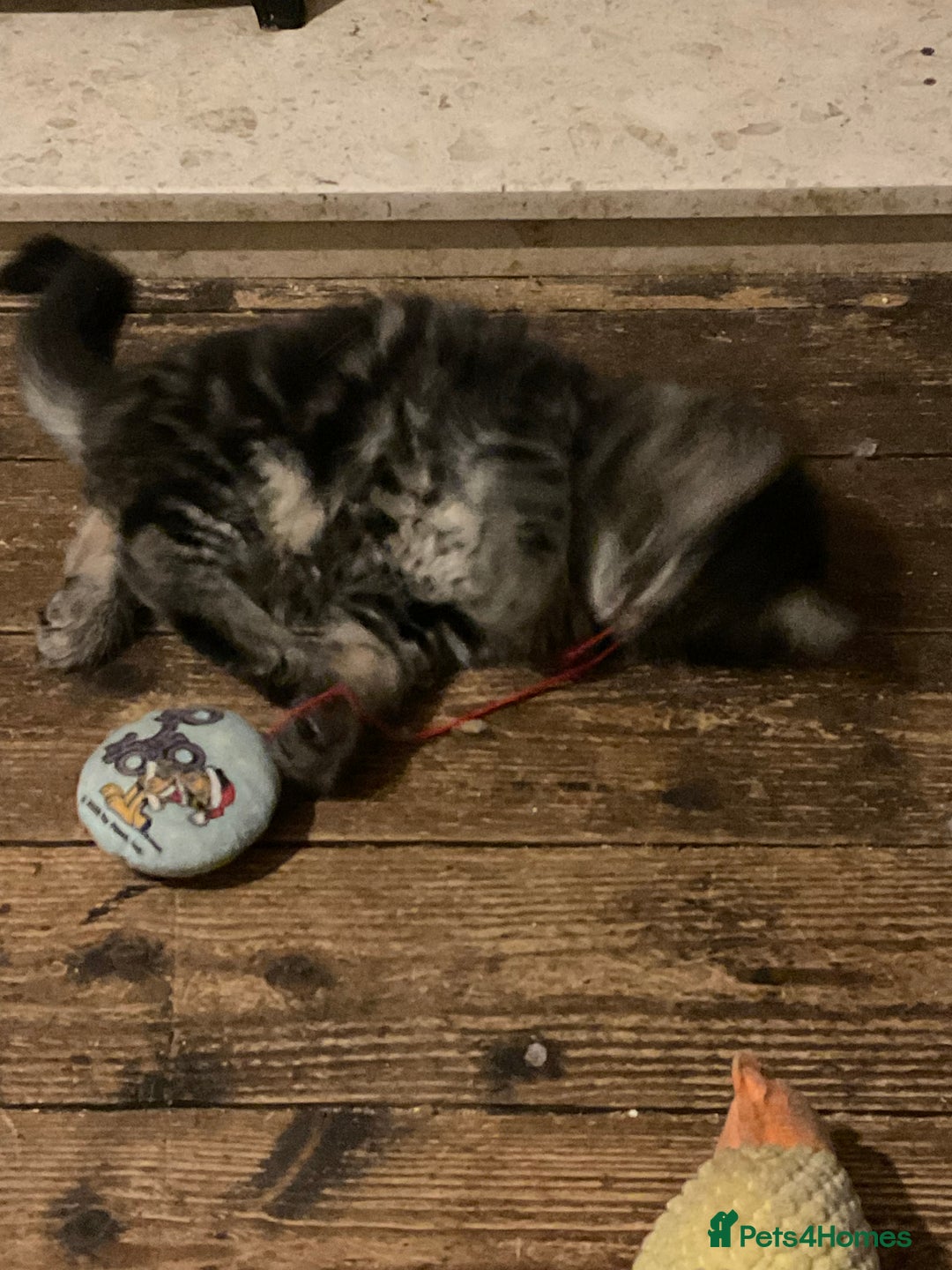 Maine Coon cats for sale: Maine coon x Raggamuffins  - Advert 6