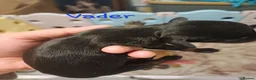 Mixed Breed dogs for sale: Bulldach puppies in Doncaster - Advert 7