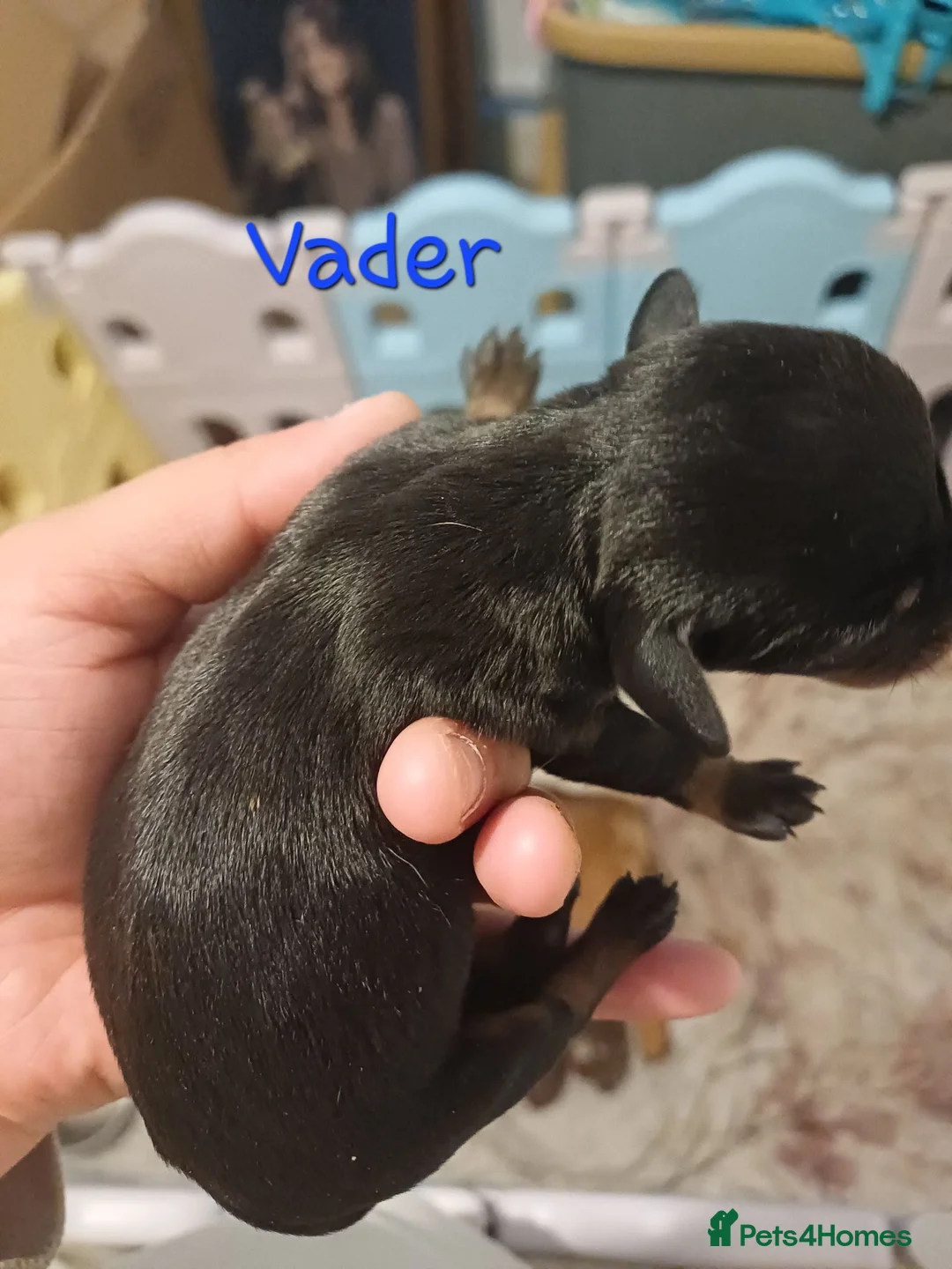 Mixed Breed dogs for sale: Bulldach puppies in Doncaster - Advert 7