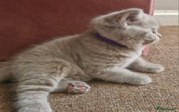 British Shorthair cats for sale: Beautiful BSH (2 Males & 2 Females, Blue & Lilac) - Image 23