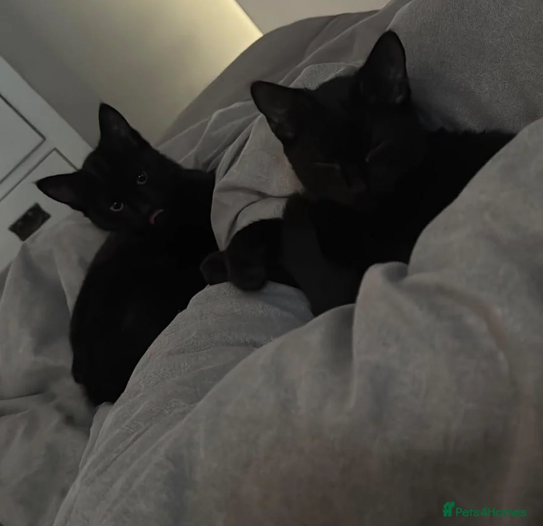 Mixed Breed cats for sale: Pair of kittens  - Advert 9