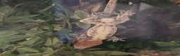 Gecko reptiles for sale: Crested Geckos For Sale in Nottingham - Advert 3