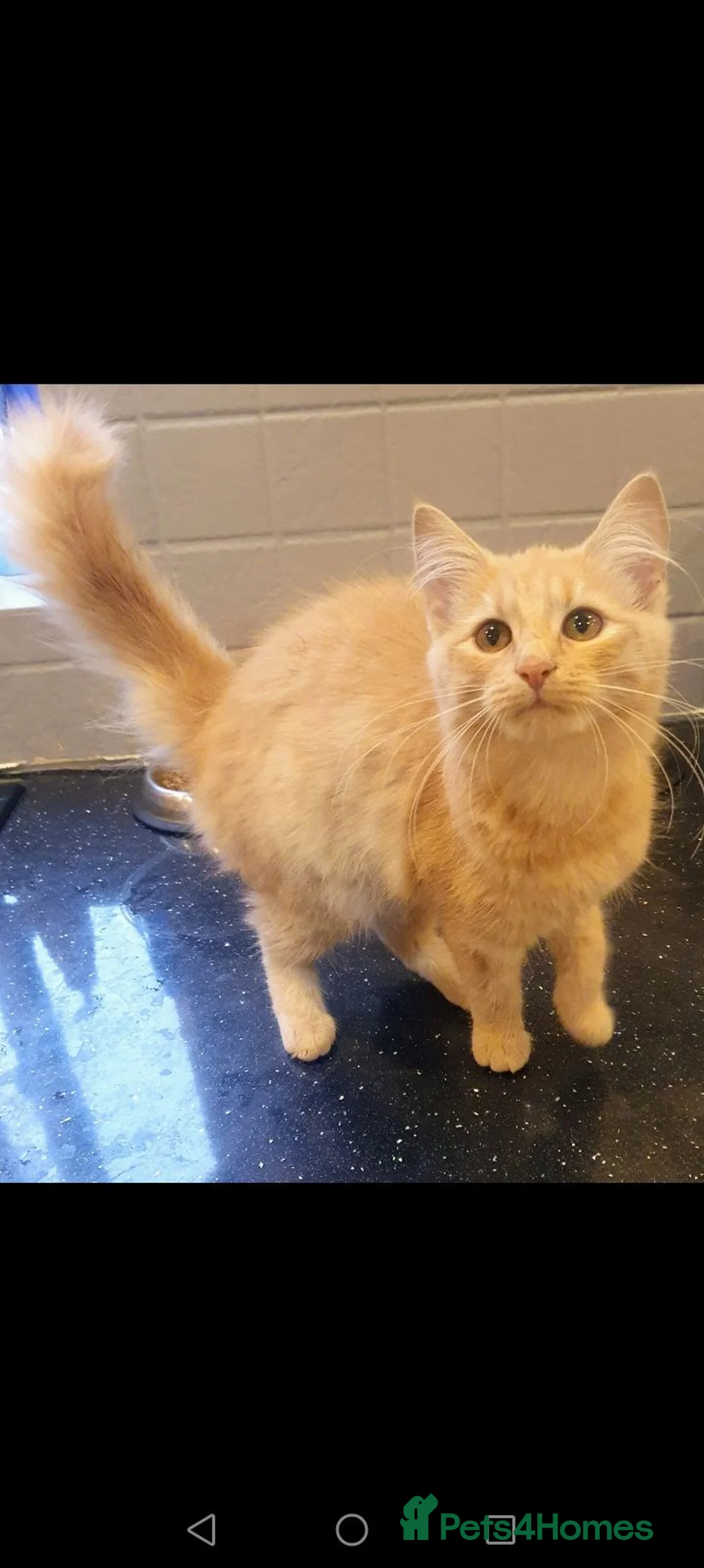 Mixed Breed cats for sale: Just one beautiful little girl left  - Advert 23
