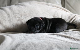 Staffordshire Bull Terrier dogs for sale: KC Reg Staff Pups Blue/Black, Champion Blood Lines - Image 6
