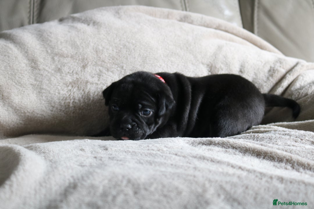 Staffordshire Bull Terrier dogs for sale: KC Reg Staff Pups Blue/Black, Champion Blood Lines - Image 6
