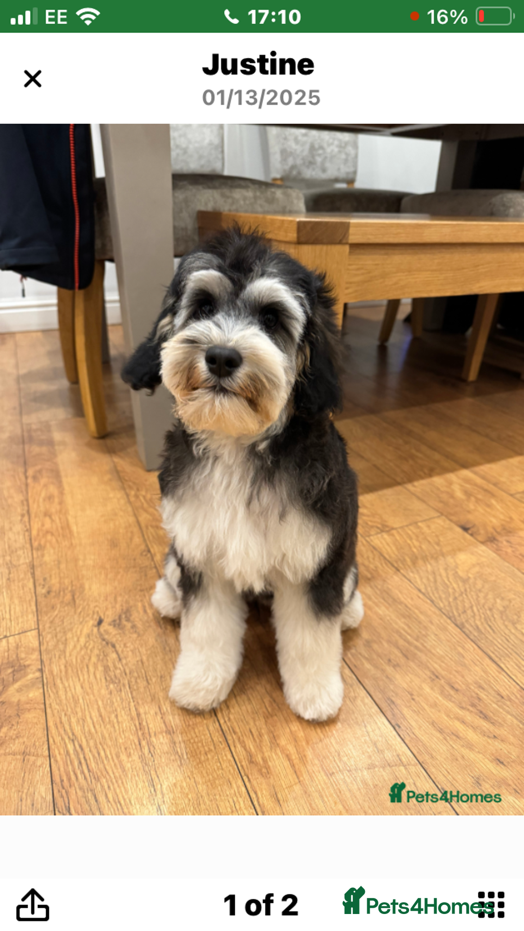 Cockapoo dogs for sale: Taking Genuine Enquired Phantom Female Cockapoo - Image 9