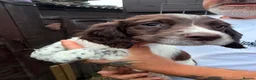 English Springer Spaniel dogs for sale: One little girl left due to time wasters - Advert 3