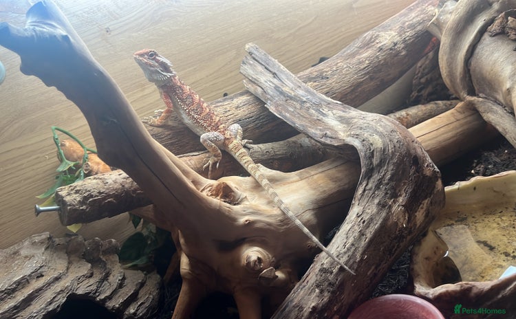 Bearded Dragon reptiles - Advert 1