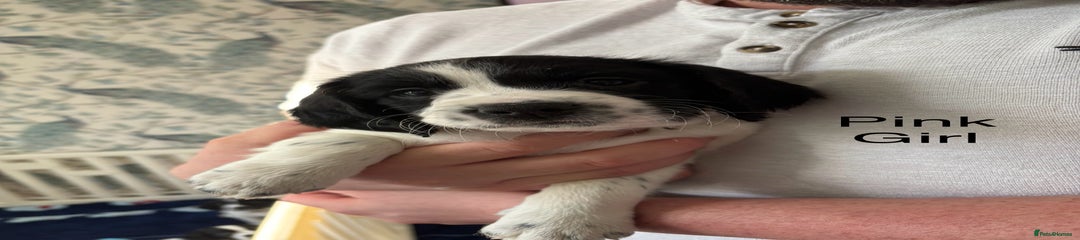 English Springer Spaniel Puppy 1