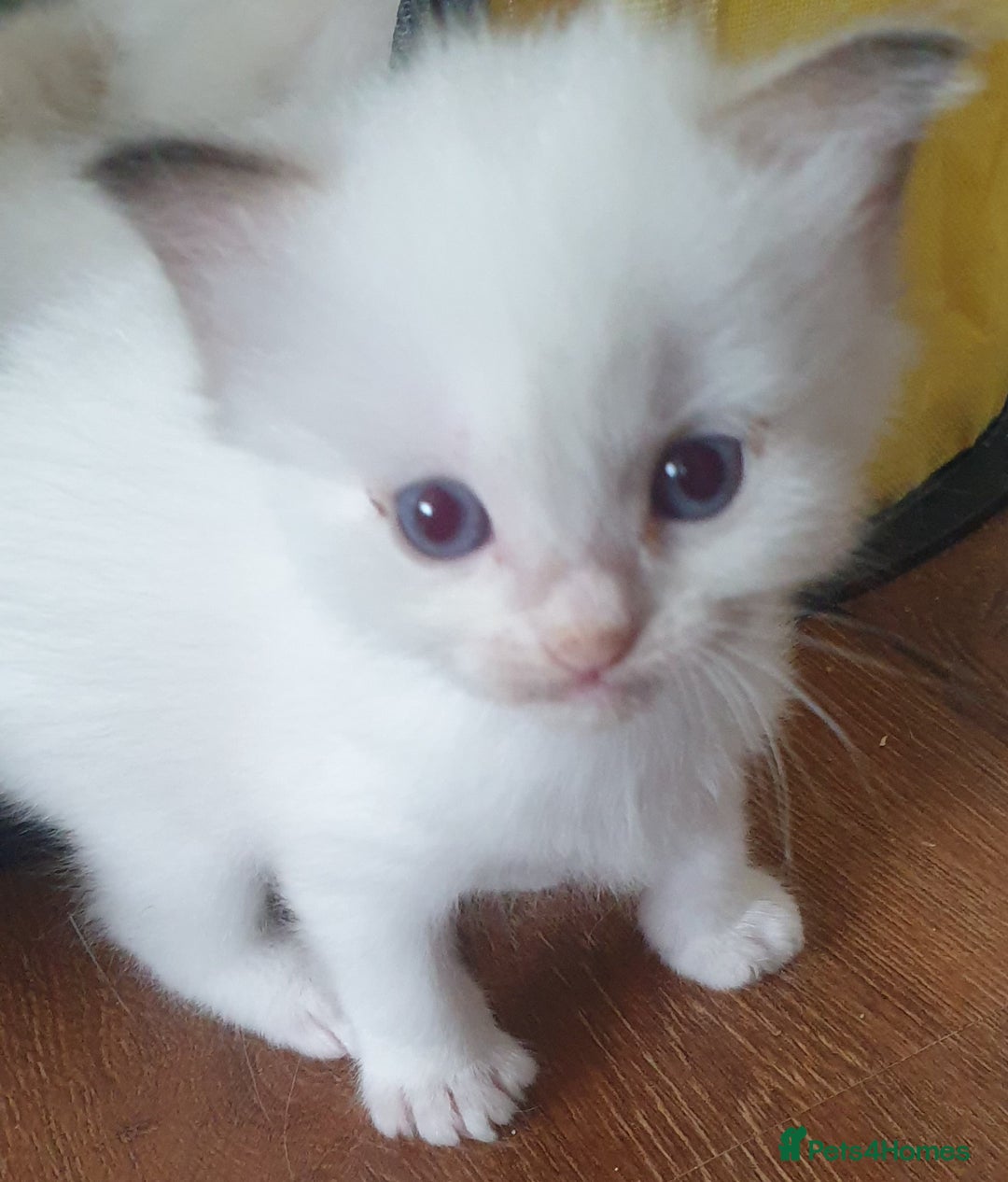 Ragdoll cats for sale: GCCF Chocolate Point with White Bi-color kittensur - Image 2