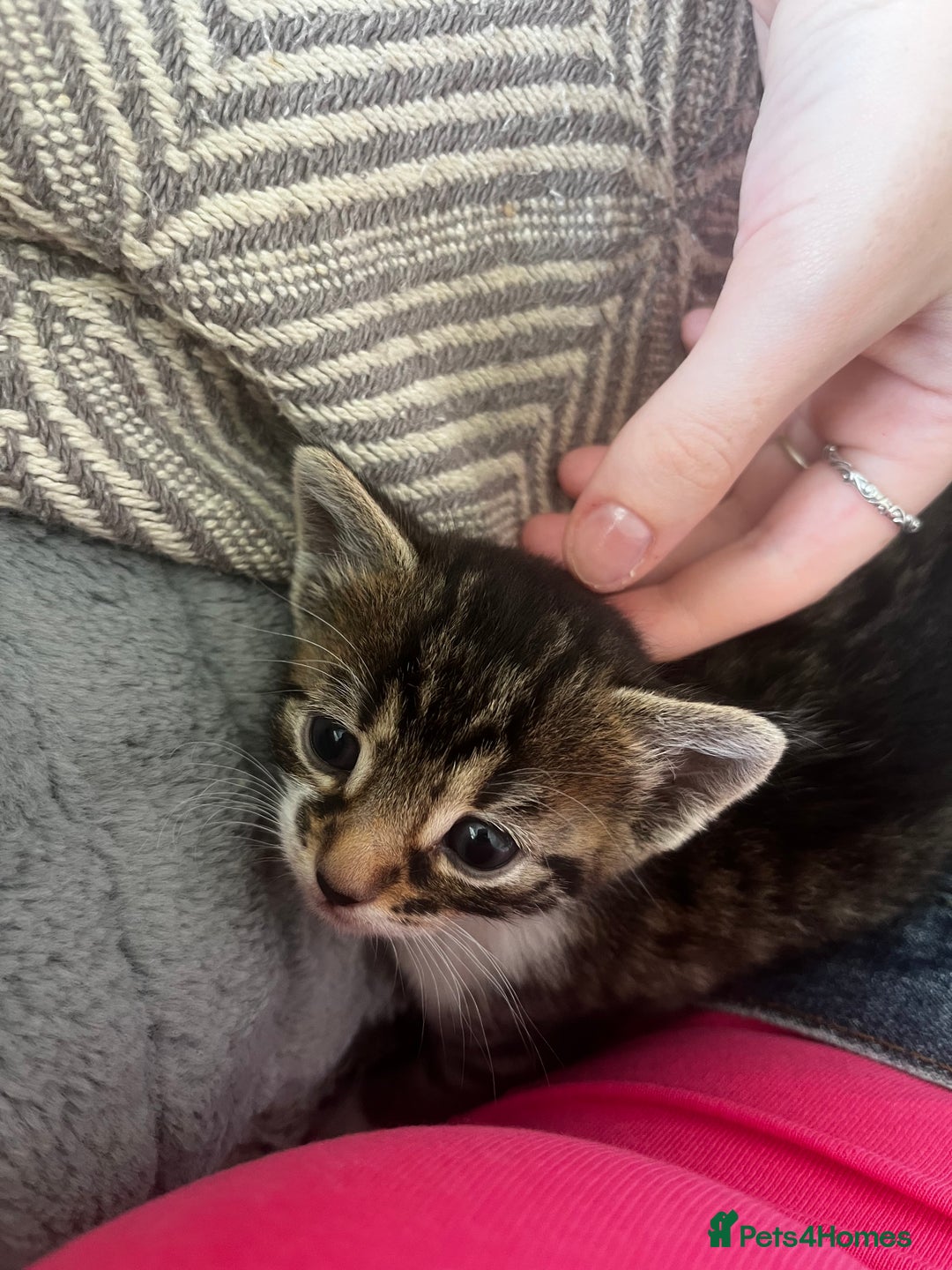 Bengal cats for sale: Only 1 little girl left. Needs her forever home xx in Oswestry - Image 14