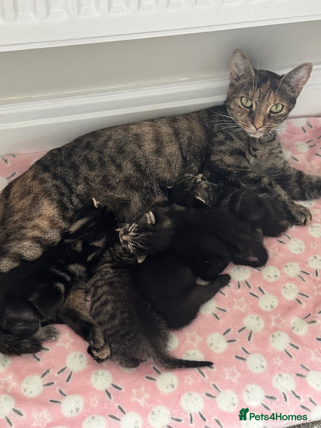 Mixed Breed cats for sale: Gorgeous Kittens ready to go in 2 weeks - Advert 2