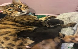 Maine Coon cats for sale: Super friendly fluffy Maine coon X Bengal kittens - Image 3