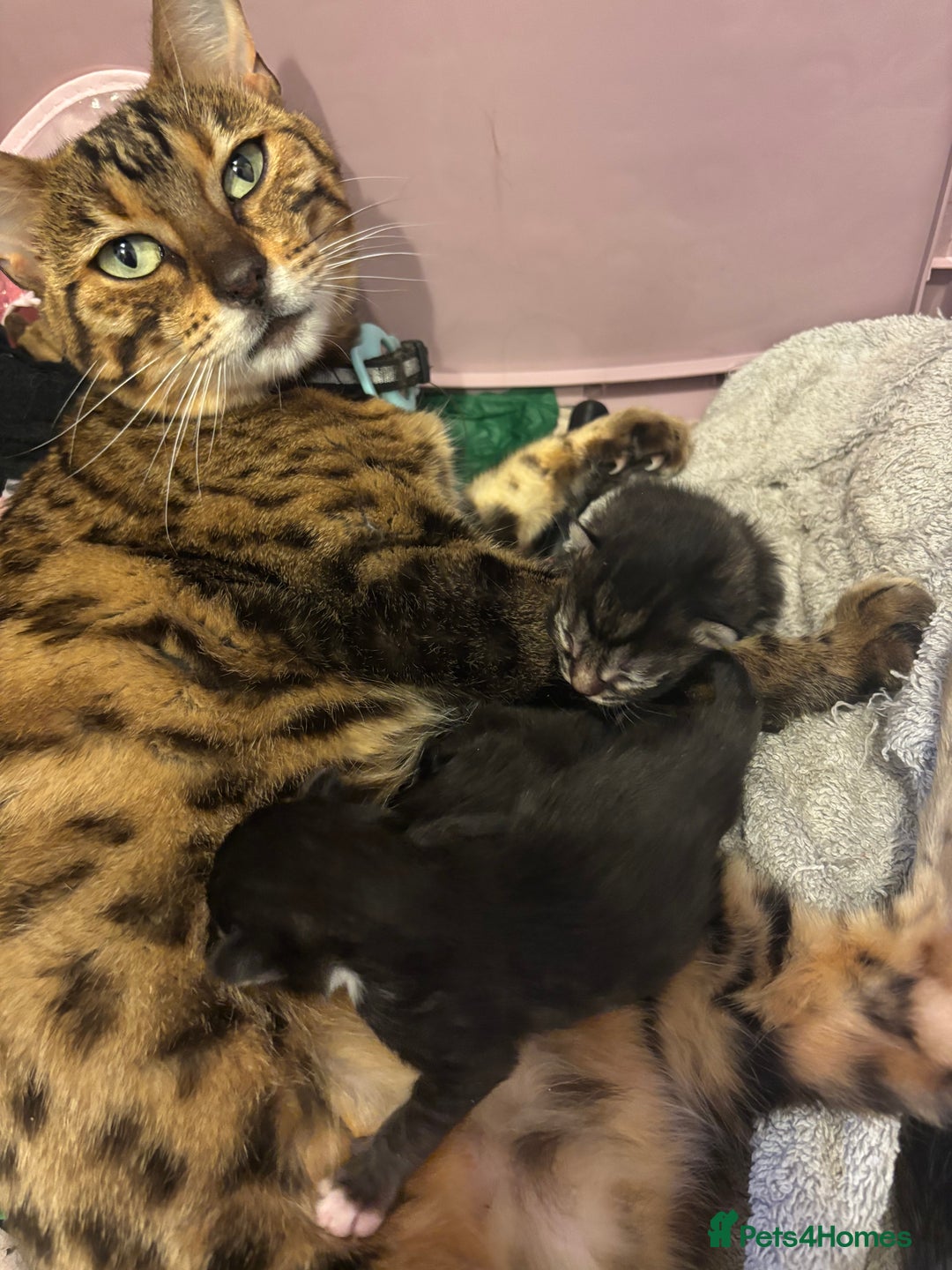 Maine Coon cats for sale: Super friendly fluffy Maine coon X Bengal kittens - Image 3
